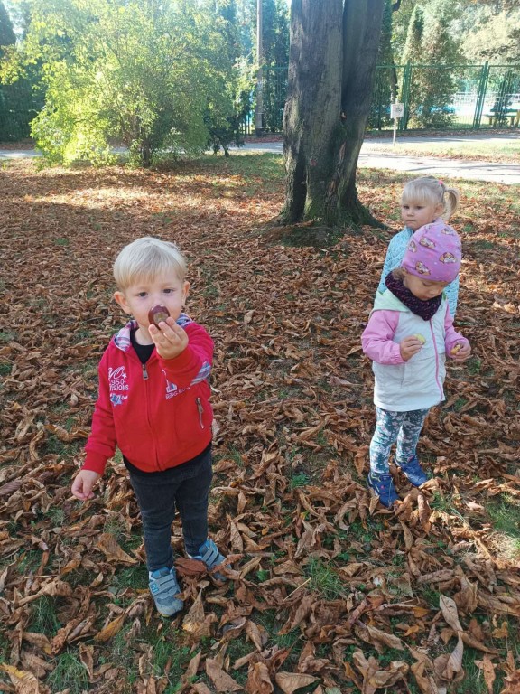 chłopiec pokazuje znalezionego kasztana